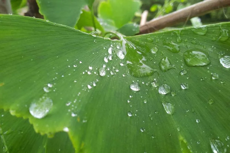 Bosque para entierro natural ecológico
